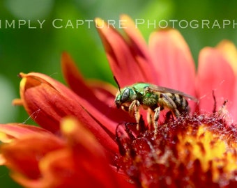 Bicolored Sweat Bee in The Flowers- Digital Download