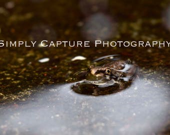 Tadpole Print