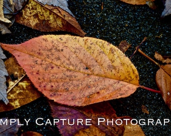 Single Fall Leaf - Digital Download