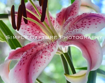 Speckled Lilly - Print