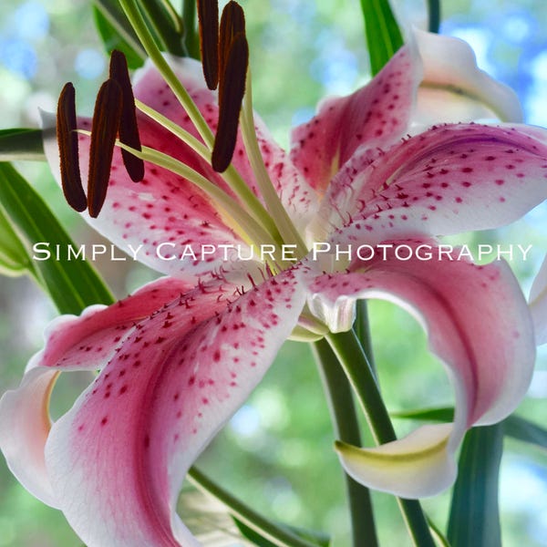 Speckled Lilly - Print