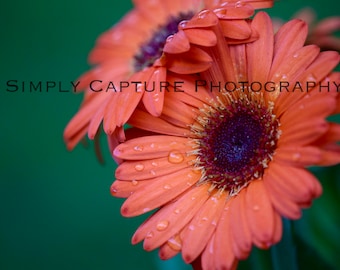 Evening Gerbera Daisy - Digital Download