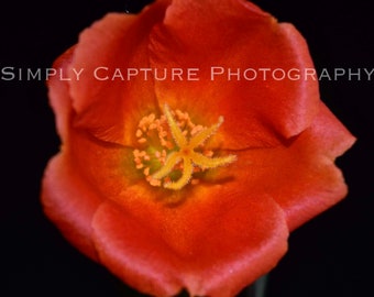 Red Sun in Bloom - Digital Download
