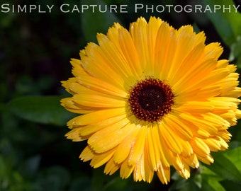 Yellow Daisy in Summer light - Digital Download