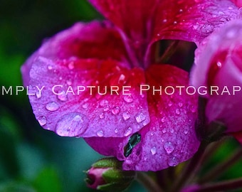 Drop of Flowers - Print