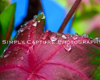Pink Leaf Droplets Print