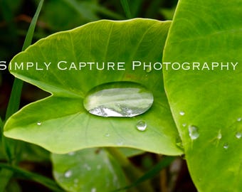 Leaf Droplet - Print