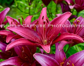 Pink Lilly - Digital Download