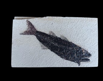 本物のディプロミストゥス・デンタトゥス魚類化石：ワイオミング州
