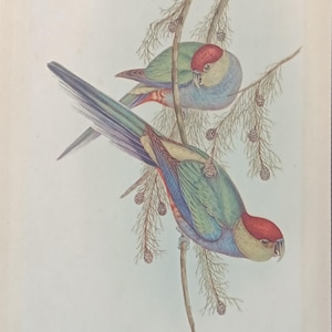 Stampa di pappagallo di John Gould di metà secolo – Litografia SLL – Arte ornitologica vintage
