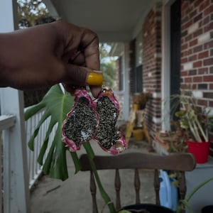 Real Fruit Slice Earrings - Cactus Fruit
