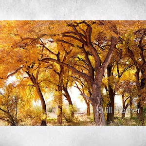 PRINT: Cottonwood Trees in New Mexico Southwest Fall Autumn &quot;The Bosque&quot;- Professional Fine Art Paper Print