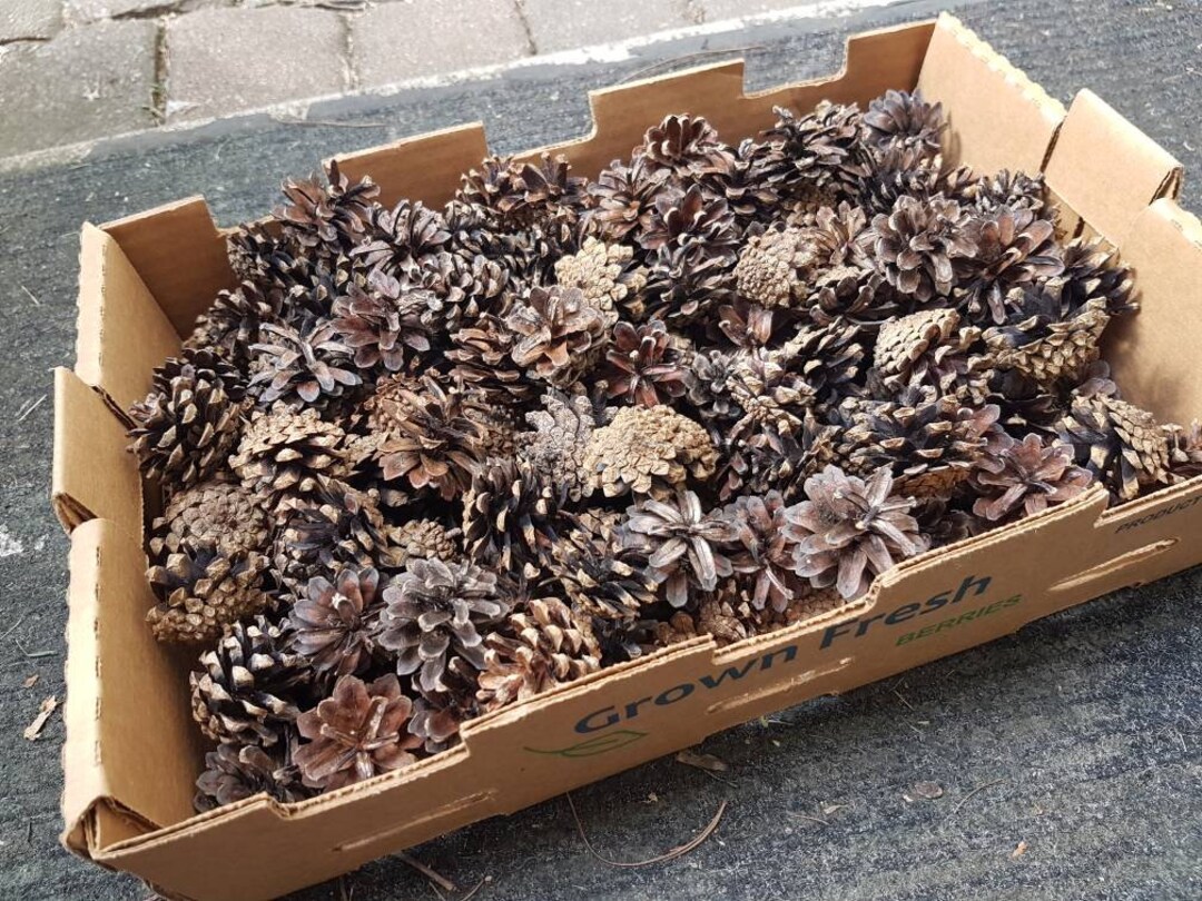 150 Small Size Pine Cones. Good for Rustic Decorations Etsy