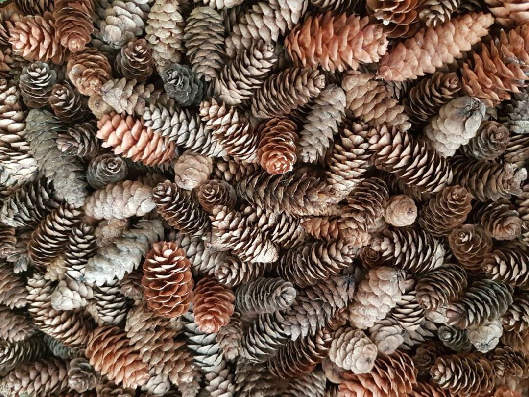 600 Small Size Hemlock Pine Cones. Good for Rustic Etsy