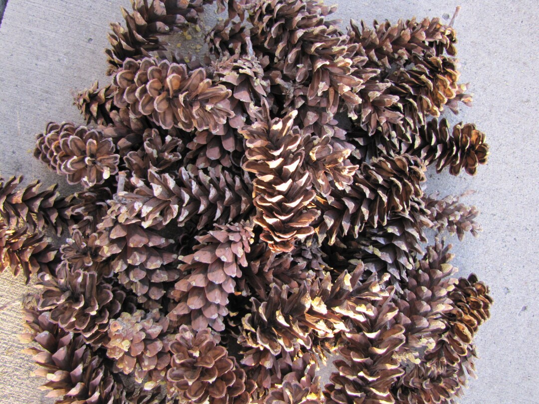 Pinecones 60 Medium/long Size Eastern White Pine Cones. Good Etsy
