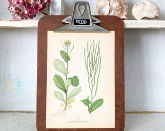 Hare's Ear Mustard - Original 1909 Vintage Botanical Book Plate Print - From Farm Weeds Of Canada - Not A Repro. Many Prints Listed