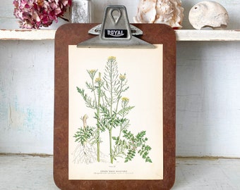 Green Tansy Mustard - Original 1909 Vintage Botanical Book Plate Print - From Farm Weeds Of Canada - Not A Repro. Many Prints Listed