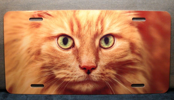 Orange Cat Eyes Photo License Plate