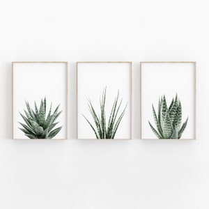 Succulent Print Set of 3, Botanical Wall Art, PRINTABLE Art, Photography, Printable Wall Decor, Poster