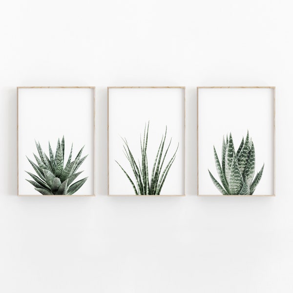 Succulent Print Set of 3, Botanical Print, Printable Art, INSTANT DOWNLOAD, Modern Minimalist Poster, Printable Wall Decor