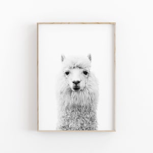 Lama print, alpaca muurkunst, AFDRUKBARE kunst, fotografie, afdrukbaar wanddecor, poster