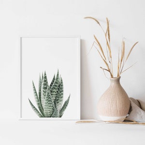 Succulent Print Set of 3 Botanical Print Printable Art - Etsy