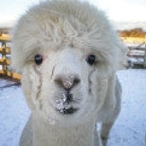 Adopt an Alpaca from Little Hamlet Alpaca Rescue. Perfect Gift for yourself or someone special image 3