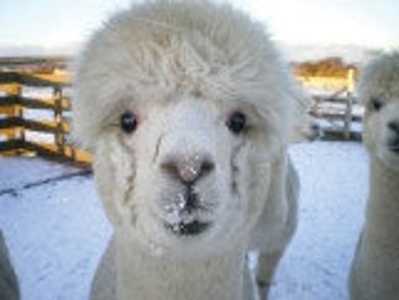 Adopt an Alpaca from Little Hamlet Alpaca Rescue. Perfect Gift for yourself or someone special image 3