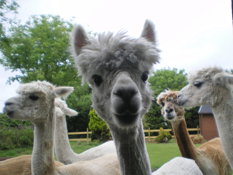 Adopt an Alpaca from Little Hamlet Alpaca Rescue. Perfect Gift for yourself or someone special image 2