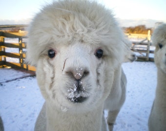 100% Alpaka Handschuhe und Hüte Hergestellt von der Herde bei Little Hamlet Alpaca Rettung