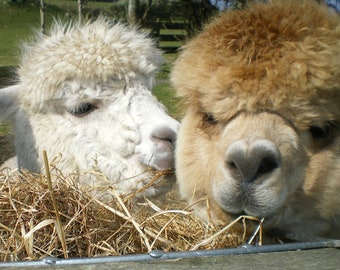 Adopt an Alpaca from Little Hamlet Alpaca Rescue. Perfect Gift for yourself or someone special