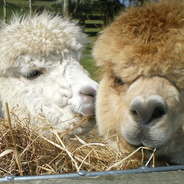 Adopt an Alpaca from Little Hamlet Alpaca Rescue. Perfect Gift for yourself or someone special