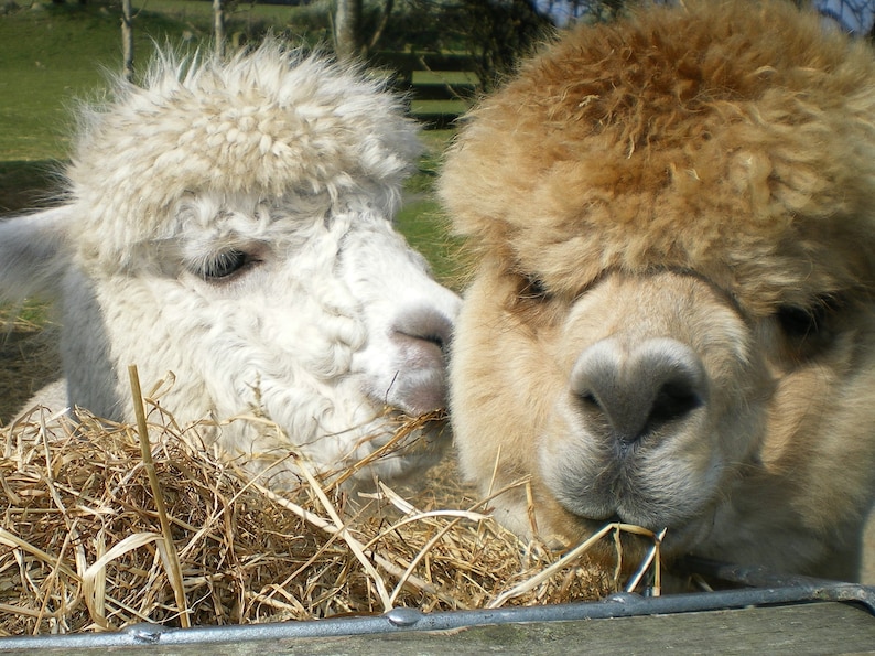 Adopt an Alpaca from Little Hamlet Alpaca Rescue. Perfect Gift for yourself or someone special image 1