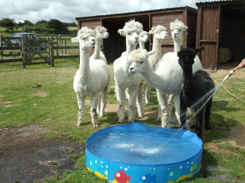 Adopt an Alpaca from Little Hamlet Alpaca Rescue. Perfect Gift for yourself or someone special image 5