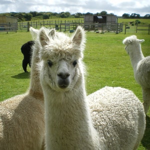 Adopt an Alpaca from Little Hamlet Alpaca Rescue. Perfect Gift for yourself or someone special image 4