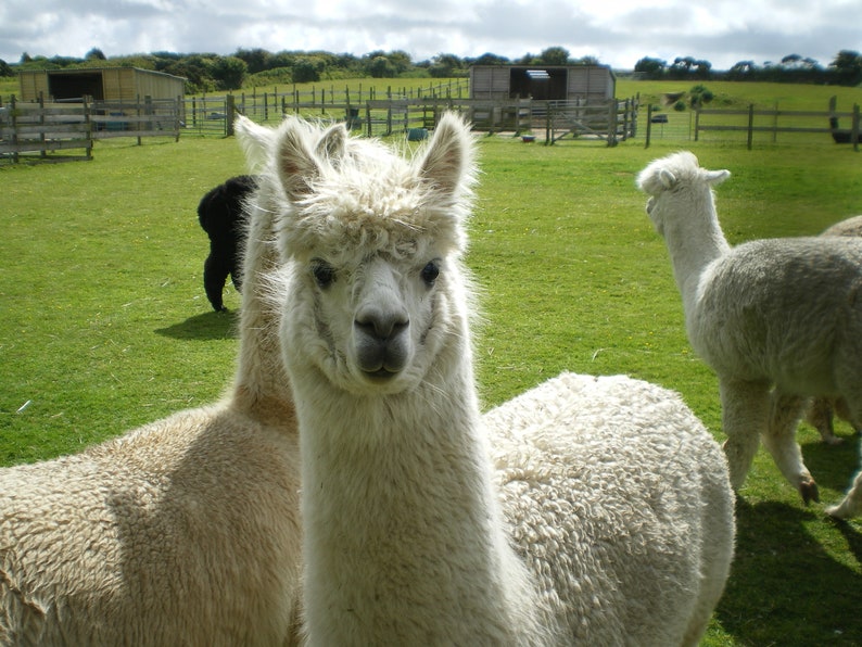 Adopt an Alpaca from Little Hamlet Alpaca Rescue. Perfect Gift for yourself or someone special image 4