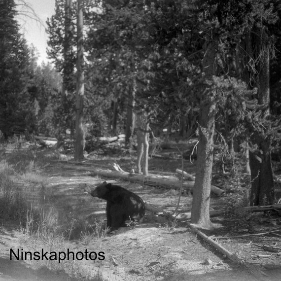 Bear at Yellowstone National Park, Wyoming - United States 1926 - Fine Art Antique Photo Print - Vintage Photo - 6109