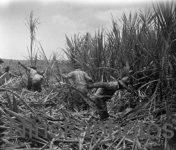Sugar Cane Plantation near Honolulu, Hawaii, United States, 1920s antique photo reprint - Cutting Sugar - Farming - Agriculture