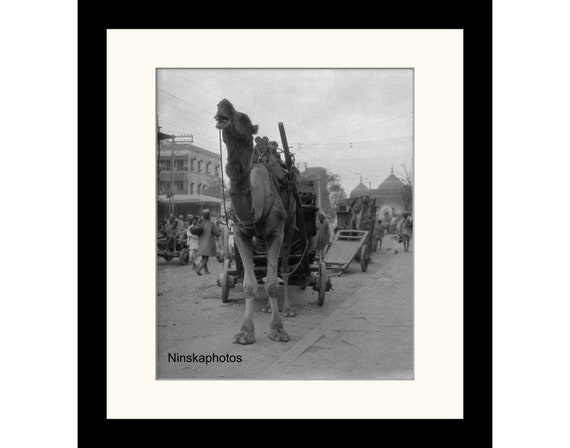 Camel drawn Cart, Delhi Street Scene, India Vintage Photo Reproduction by James Dearden Holmes - Historical Photo
