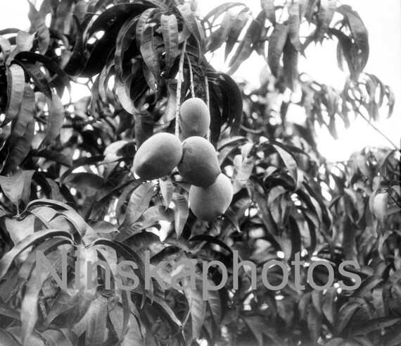 Bombay Mangoes, Kingston, Jamaica, 1920s antique photo reprint, fruit tree, nature, botany