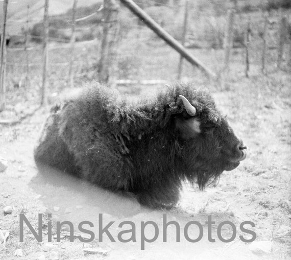 A Young Bison in Yellowstone Park, Wyoming, United States, 1920s antique photo reprint, animal photo