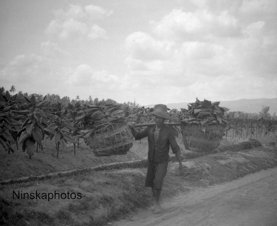 Tobacco Plantation Worker near Yogyakarta - Java, Indonesia - 1925 - Fine Art Antique Photo Print - BNW - Vintage Photo - 3220