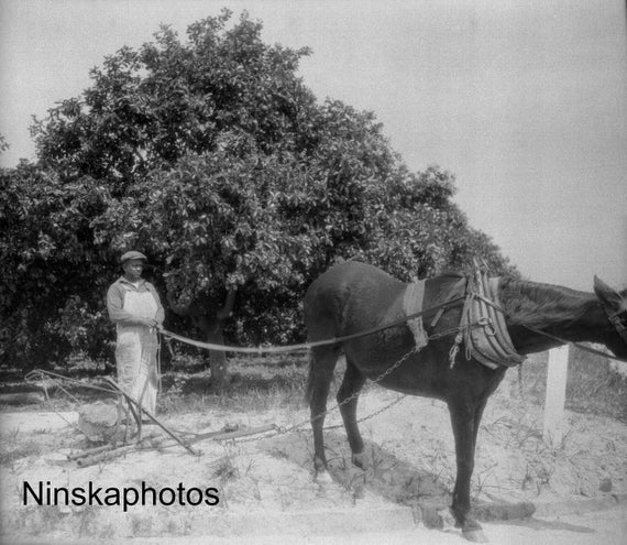 St Petersburg - Harrowing Soil around Grapefruit Trees, Florida, United States 1927 - Fine Art Antique Photo Print - Vintage Photo - 7453