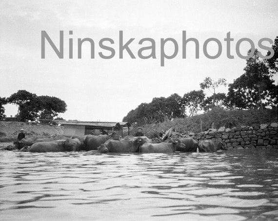 Buffaloes in the River, Canton, China, 1920s antique photo reprint, animal photo, vintage animal art, buffalo, river life, Guangzhou