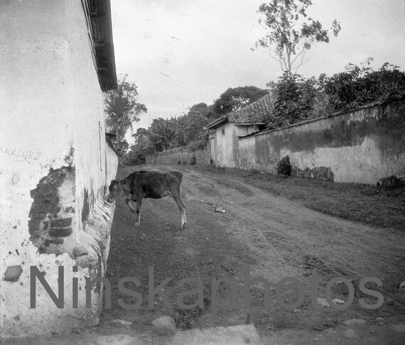 1920s Costa Rica, Small Cow in Street in San Jose by J. Dearden Holmes, 1920s antique photo reprint, Vintage Photography