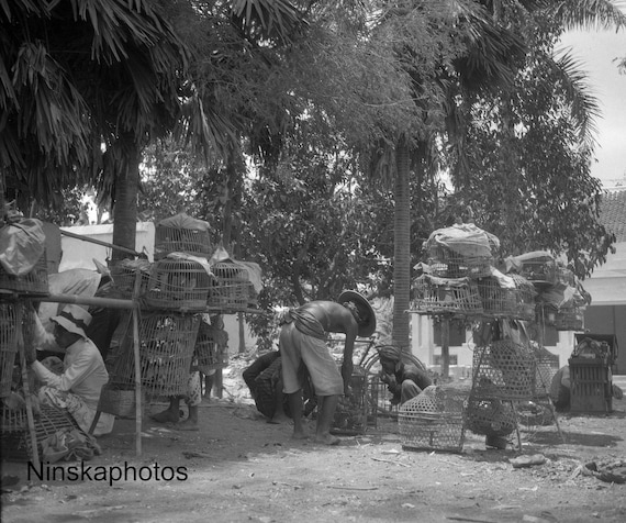 Bird Market in Yogyakarta - Java, Indonesia - 1925 - Fine Art Antique Photo Print - BNW - Vintage Photo - 3141