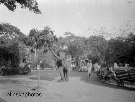 Man riding Elephant in Victoria Gardens, Bombay - Mumbai, India - Vintage Photo Reproduction by James Dearden Holmes - Historical Photo