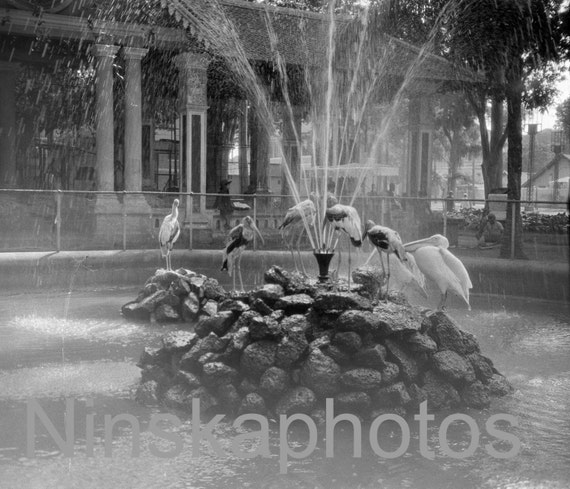 Storks in a Fountain, Phnom Penh, Cambodia by J. Dearden Holmes, 1920s antique photo reprint, Birds Art, Ornithology