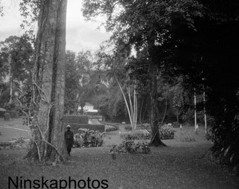 1920s Kandy, Ceylon, Sri Lanka, Peradeniya Royal Botanical Gardens by J. Dearden Holmes, 1920s antique photo reprint, Vintage Photography