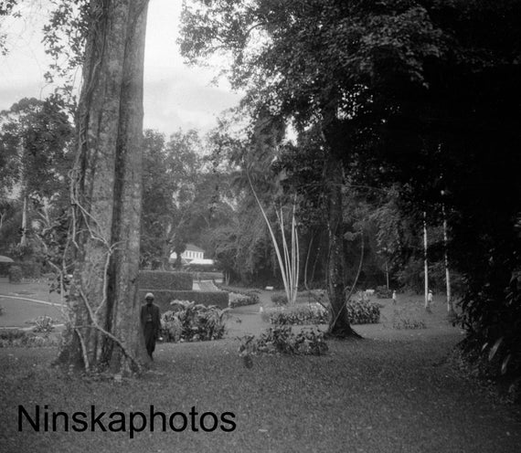 1920s Kandy, Ceylon, Sri Lanka, Peradeniya Royal Botanical Gardens by J. Dearden Holmes, 1920s antique photo reprint, Vintage Photography